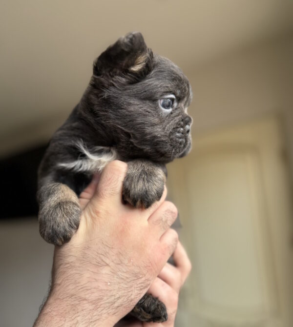 Sadir Fluffy French Bulldog Sadir Fluffy French Bulldog
