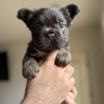 Sadir-male-fluffy-french-bulldog-puppy-for-sale-1 (4)