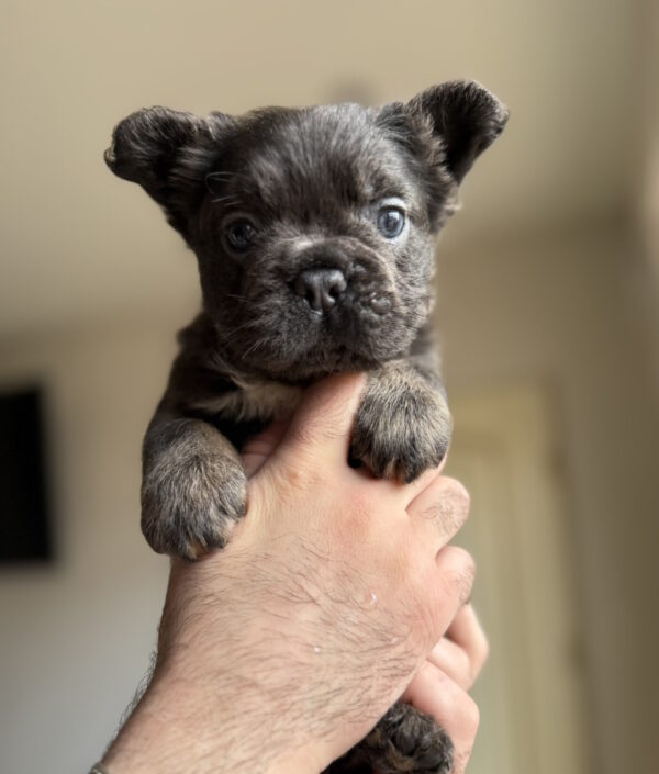 Sadir Fluffy French Bulldog Sadir Fluffy French Bulldog
