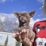 Saigon-male-chihuahua-puppy-for-sale-1