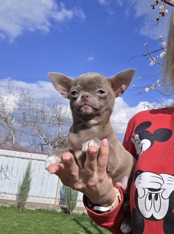 Saigon Chihuahua Saigon Chihuahua