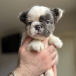 Saltan-male-fluffy-french-bulldog-puppy-for-sale-1 (1)