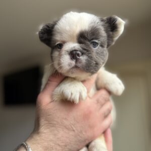 Saltan Fluffy French Bulldog Saltan Fluffy French Bulldog
