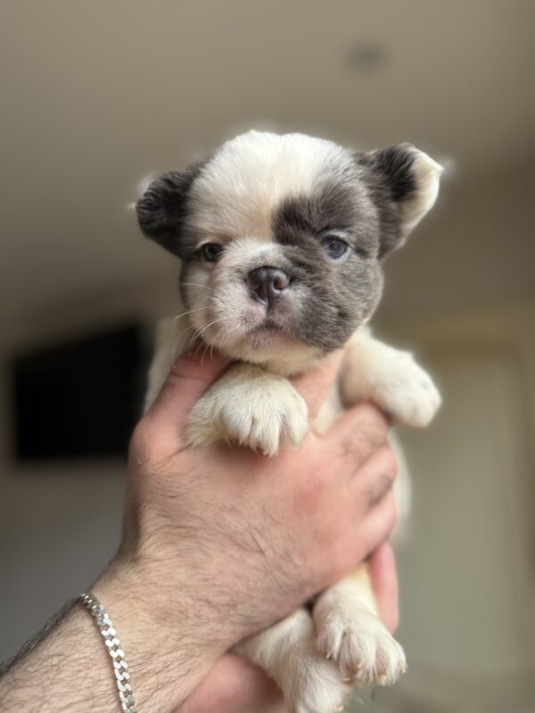 Saltan Fluffy French Bulldog Saltan Fluffy French Bulldog