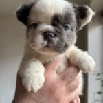 Saltan-male-fluffy-french-bulldog-puppy-for-sale-1 (2)