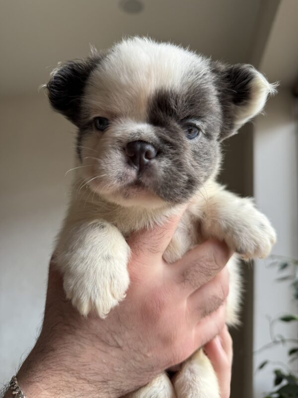 Saltan Fluffy French Bulldog Saltan Fluffy French Bulldog