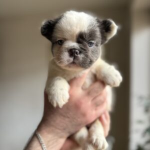 Saltan Fluffy French Bulldog Saltan Fluffy French Bulldog