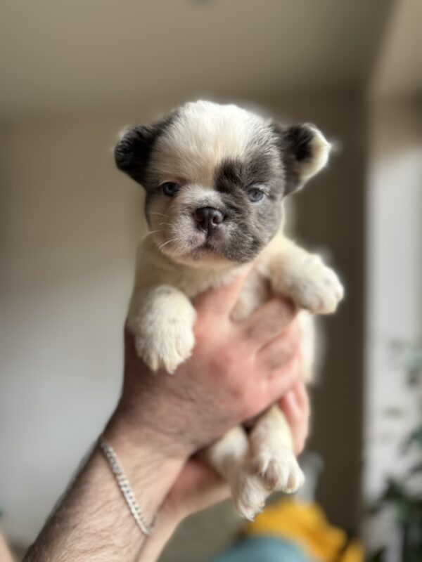 Saltan Fluffy French Bulldog Saltan Fluffy French Bulldog
