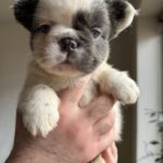 Saltan-male-fluffy-french-bulldog-puppy-for-sale-1 (4)