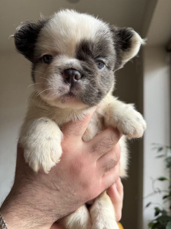 Saltan Fluffy French Bulldog Saltan Fluffy French Bulldog