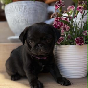 Samia Pug Samia Pug