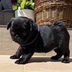 Samia-female-pug-puppy-for-sale- (1)