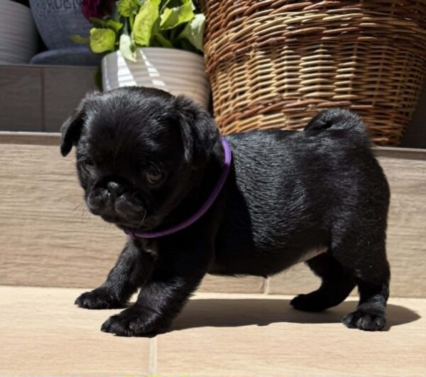 Samia Pug Samia Pug