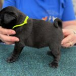 Samia-female-pug-puppy-for-sale- (1)