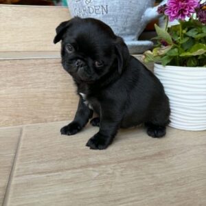 Samia Pug Samia Pug