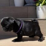 Samia-female-pug-puppy-for-sale- (2)