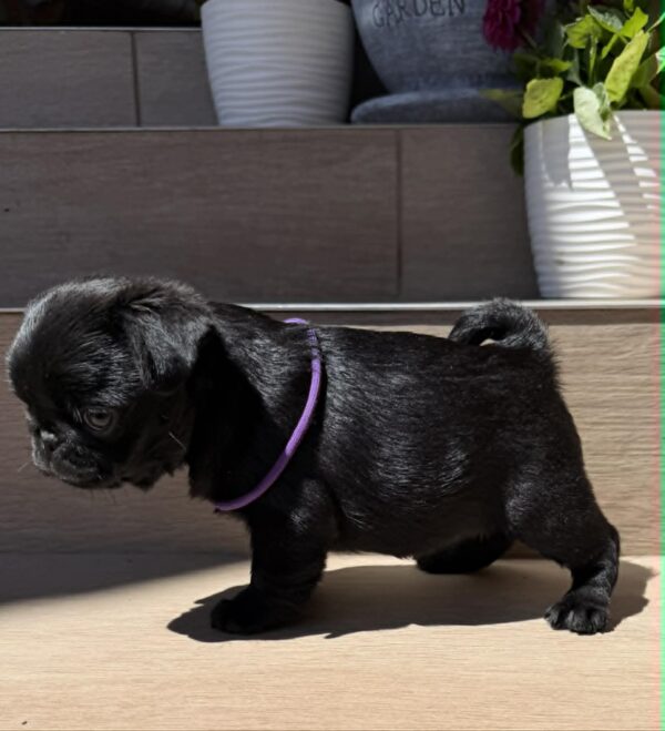 Samia Pug Samia Pug