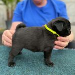 Samia-female-pug-puppy-for-sale- (2)