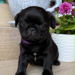 Samia Pug Samia Pug