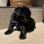 Samia-female-pug-puppy-for-sale- (3)