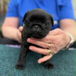 Samia-female-pug-puppy-for-sale- (4)
