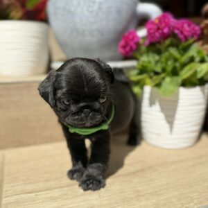 Sando Pug Sando Pug