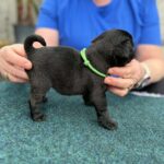 Sando-male-pug-puppy-for-sale- (1)