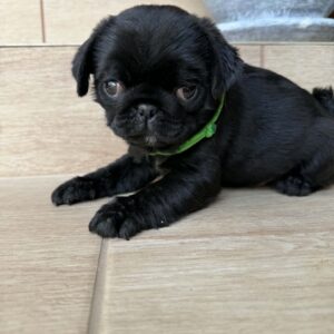 Sando Pug Sando Pug