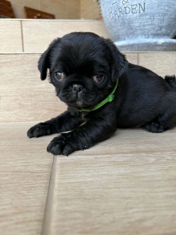 Sando Pug Sando Pug