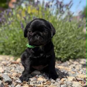 Sando Pug Sando Pug