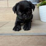 Sando-male-pug-puppy-for-sale- (2)