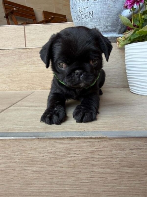 Sando Pug Sando Pug