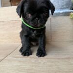 Sando-male-pug-puppy-for-sale- (3)