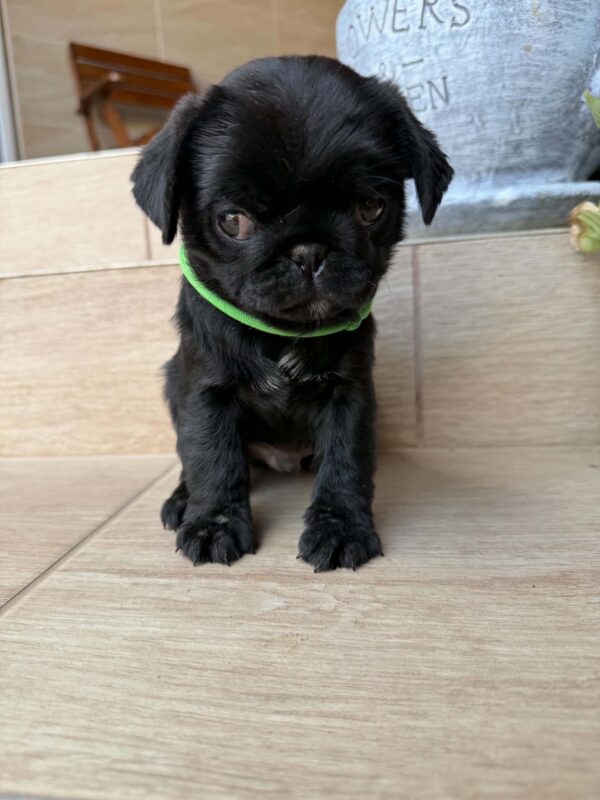 Sando Pug Sando Pug