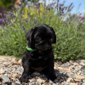 Sando Pug Sando Pug