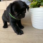 Sando-male-pug-puppy-for-sale- (4)