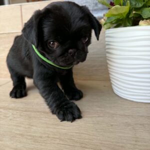 Sando Pug Sando Pug