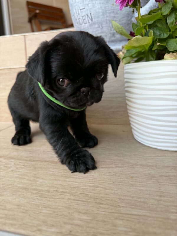 Sando Pug Sando Pug