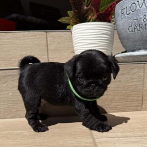Sando Pug Sando Pug