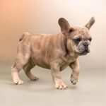 Sanny-male-French-bulldog-puppy-for-sale- (1)