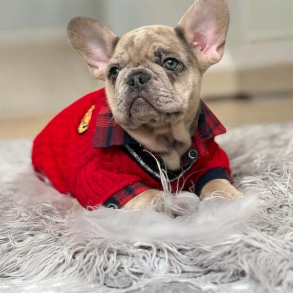 Sammy French Bulldog Sammy French Bulldog