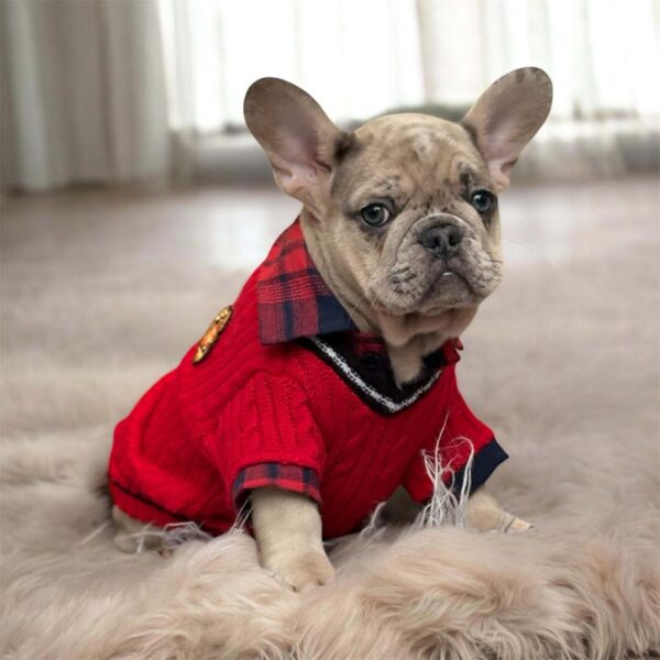 Sammy French Bulldog Sammy French Bulldog