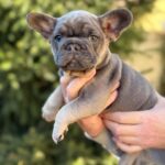 Sansa-female-French-bulldog-puppy-for-sale- (1)
