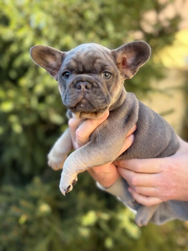 Sansa French Bulldog Sansa French Bulldog