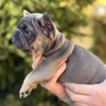 Sansa-female-French-bulldog-puppy-for-sale- (2)