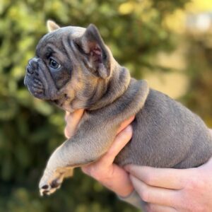 Sansa French Bulldog Sansa French Bulldog