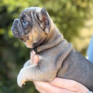 Sansa French Bulldog Sansa French Bulldog