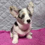 Sapphira-female-Welsh-Corgi-puppy-for-sale-1