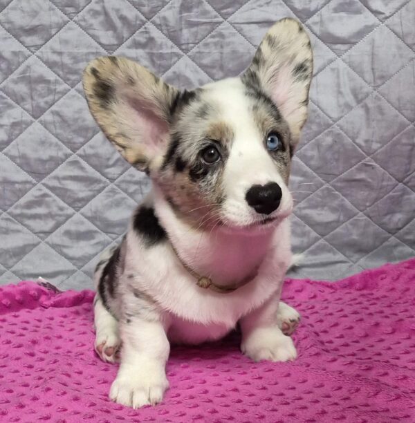 Sapphira Welsh Corgi Sapphira Welsh Corgi