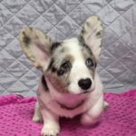 Sapphira-female-Welsh-Corgi-puppy-for-sale-2